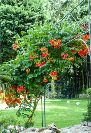 Campsis radicans - Trompetenblume | Klettertrompete - Kletterpflanze, Topf 3 l, 80/100 cm
