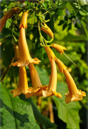 Campsis x tagliabuana 'Flava' - Gelbe Trompetenblume | Gelbe Klettertrompete - Kletterpflanze, 'Flava', Topf 7 l, 125/150 cm