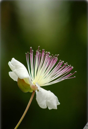 Capparis spinosa 'Inermis' - Kapernstrauch | Echter Kapernstrauch - Strauch, Topf 1 l, 0-20 cm