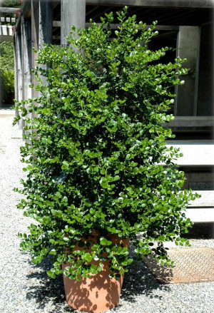 Carissa macrocarpa - Natal-Pflaume - Strauch, Topf 3 l, 10/30 cm