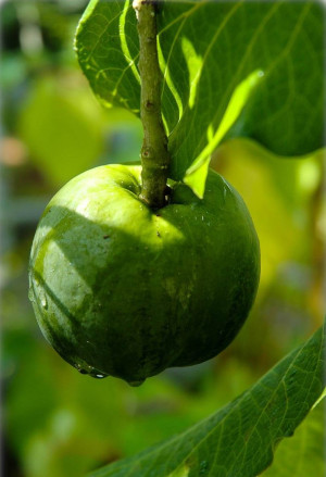 Casimiroa edulis - Weiße Sapote (Pflanze) - Baum, veredelt, Topf 12 l, 125/175 cm, StU 12-14cm (XXL)