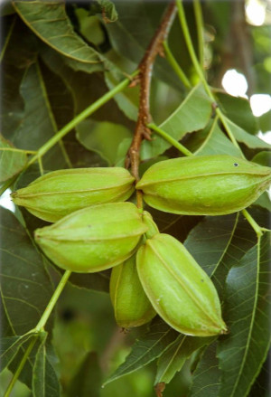 Carya illinoinensis - Pekan-Nuss (Pflanze) | Pekannussbaum - Baum, 'Shawnee', Topf 6 l, 125/150 cm