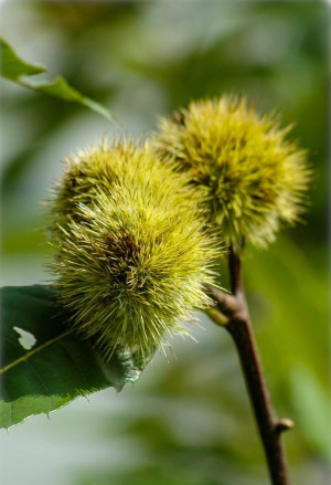Castanea sativa - Esskastanie | Eßkastanie | Edelkastanie - Baum, Topf 3 l, 70/90 cm