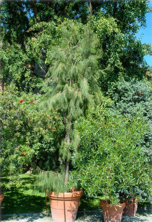 Casuarina equisetifolia - Kasuarinen | Känguru-Baum | Südsee-Eisenholz | Casuarina - Baum, Topf 25 l, 350/400 cm, StU 14-16cm