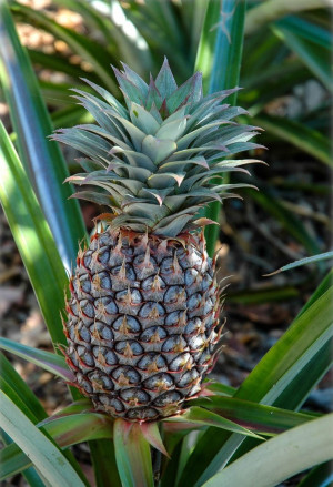 Ananas comosus - Ananas (Pflanze) - Staude, Topf 7 l, 60/80 cm