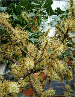 Ceratonia siliqua - Johannisbrotbaum (Pflanze) - Baum, Topf 30 l, 175/200 cm (XXL)