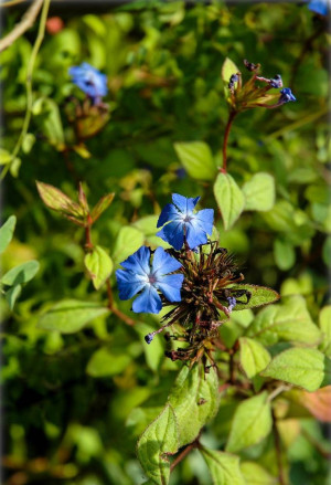 Ceratostigma griffithii - Burma-Bleiwurz | Ceratostigma - Strauch, Topf 3 l, 40/60 cm