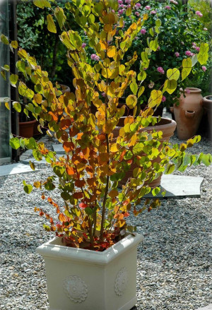 Cercidiphyllum japonicum - Lebkuchenbaum | Katsurabaum | Japanischer Kuchenbaum - Strauch, Topf 5 l, 70/90 cm