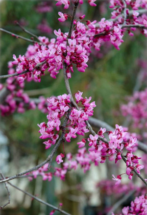 Cercis canadensis 'Forest Pansy' - Roter Judasbaum - Strauch, 'Forest Pansy', Topf 18 l, 125/150 cm