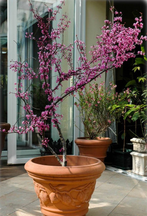 Cercis canadensis - Kanadischer Judasbaum - Strauch, Topf 25 l, 110/130 cm (XXL)