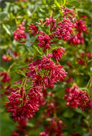 Cestrum elegans - Roter Hammerstrauch - Baumstrauch, Topf 3 l, 40/60 cm
