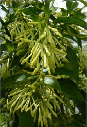 Cestrum nocturnum - Nachtjasmin - Strauch, Topf 3 l, 30/50 cm