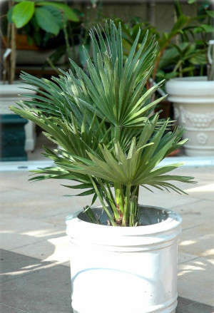 Chamaerops humilis 'Vulcano' - Kompakte Zwerg-Palme - Palme, 'Vulcano', Topf 7 l, 50/70 cm