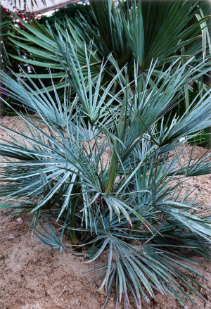 Chamaerops humilis var. Cerifera - Blaue Zwerg-Palme - Palme, 'var. Cerifera', Topf 3 l, 30/40 cm
