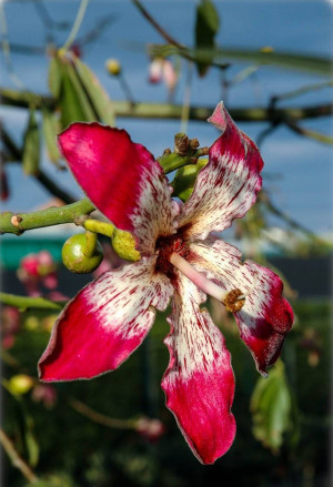 Chorisia speciosa - Florettseidenbaum | Wollbaum - Baum, Topf 7 l, 150/175 cm