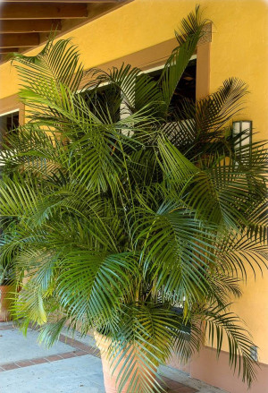 Chrysalidocarpus lutescens, Dypsis lutescens - Goldfruchtpalme | Schmetterlings-Palme | Goldblatt-Palme - Palme, Topf 8 l, 125/150 cm