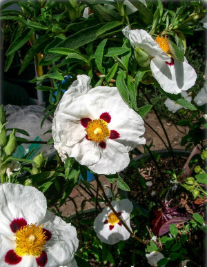 Cistus ladanifer - Lack-Zistrose - Strauch, Topf 3 l, 30/50 cm