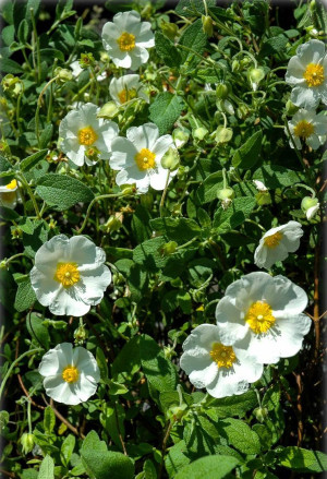 Cistus laurifolius - Lorbeerblättrige Zistrose - Strauch, Topf 3 l, 20/40 cm