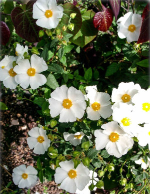 Cistus salviifolius - Salbeiblättrige Zistrose - Strauch, Topf 3 l, 20/40 cm