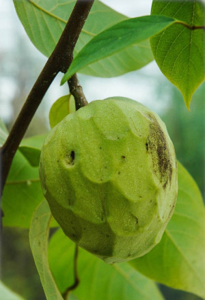 Annona cherimola - Rahmapfel (Pflanze) | Cherimoya | Ochsenherz - Baum, Alboran, Topf 7 l, 100/125 cm