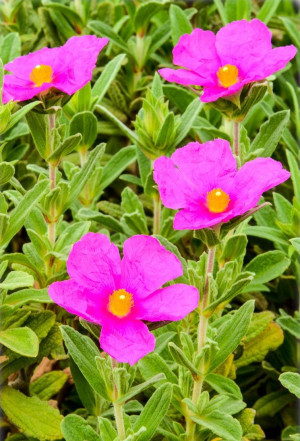 Cistus x pulverulentus - Zistrose 'Sunset' - Strauch, Topf 3 l, 20/40 cm