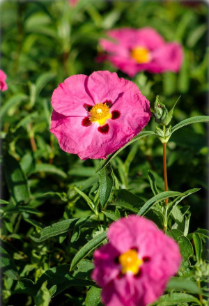 Cistus x purpureus - Purpur-Zistrose - Strauch, Topf 3 l, 20/40 cm