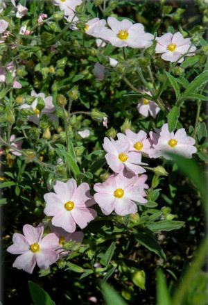 Cistus x skanbergii - Rosa Zistrose - Strauch, Topf 3 l, 40/60 cm
