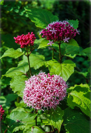 Clerodendrum bungei - Herrlicher Losstrauch | Ruhmesblume | Losbaum - Baumstrauch, Topf 7 l, 30/50 cm