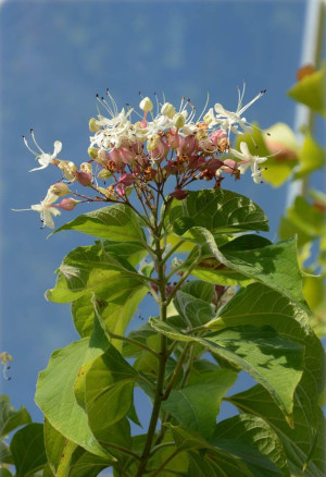 Clerodendrum trichotomum - Japanischer Losbaum | Chinesischer Losbaum - Baum, Topf 3 l, 90/110 cm