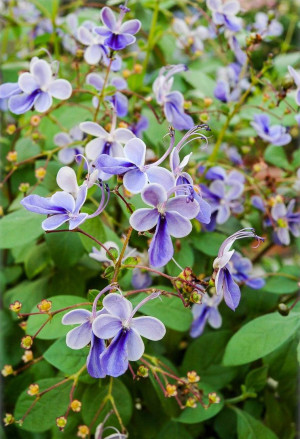 Clerodendrum ugandense - Blauflügelchen | Schmetterlingslosbaum - Stämmchen, Topf 3 l, 50/70 cm