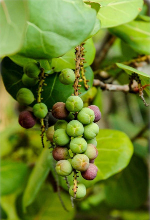 Coccoloba uvifera - Meertraube | Seetraube | Coccoloba - Strauch, Topf 2 l, 60/80 cm