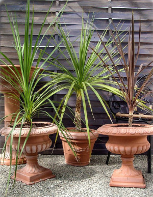 Cordyline australis - Keulenlilie | Kohlbaum | Kohlpalme - Palme, 'Indivisa' grünlaubig, mehrstämmig, Topf 12 l, 90/110 cm