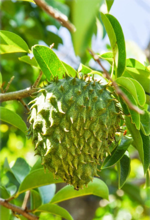 Annona muricata - Stachel-Annone | Stachel-Rahmapfel | Sauer-Sack - Baum, Topf 3 l, 30/50 cm