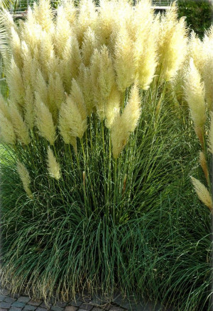 Cortaderia selloana - Pampasgras | Amerikanisches Pampasgras | Silber-Pampasgras - Gras, Topf 3 l, 50/70 cm