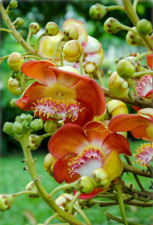 Couroupita guianensis - Kanonenkugelbaum - Baum, Topf 2 l, 40/60 cm