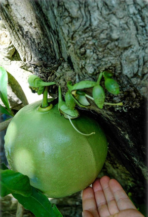 Crescentia cujete - Kalebassenbaum - Baum, Topf 2 l, 90/110 cm