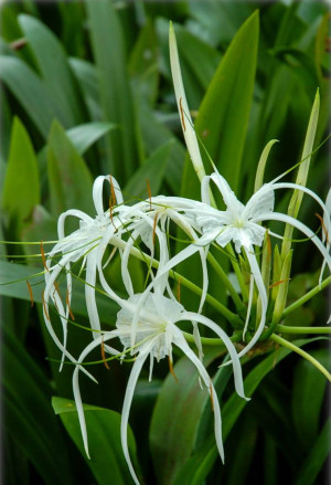 Crinum asiaticum - Asiatische Hakenlilie - Staude, Topf 5 l, 40/60 cm