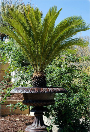 Cycas revoluta - Palmfarn | Japanischer Sagopalmfarn - Palme, Topf 35 l, 80/100 cm, Stamm 15cm