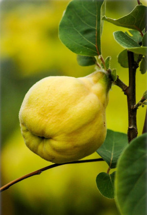 Cydonia oblonga var. oblonga - Birnenquitte | Quittenbaum | Quitte (Pflanze) - Baum, Birnenquitte, Topf 3 l, 110/130 cm