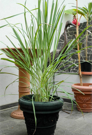 Cymbopogon citratus - Lemongras | Zitronengras | Westindisches Zitronengras - Gras, Topf 3 l, 50/70 cm