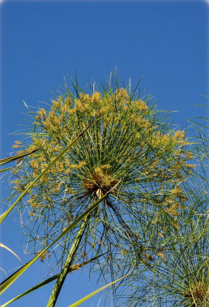 Cyperus papyrus - Papyrus (Pflanze) | Echter Papyrus | Zyperngras - Gras, Topf 9 l, 80/100 cm