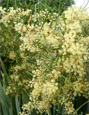 Acacia retinodes - Mimose der vier Jahreszeiten | Akazie - Baum, Topf 7 l, 150/175 cm