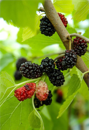 Morus nigra - Schwarze Maulbeere (Pflanze) | Schwarzer Maulbeerbaum - Baum, Topf 50 l, 250/300 cm, StU 14-16cm (XXL)