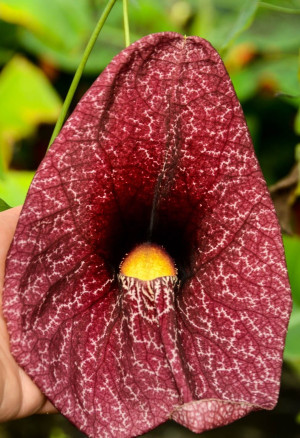 Aristolochia gigantea - Riesen-Pelikanblume | Pfeifenblume - Kletterpflanze, Topf 3 l, 70/90 cm