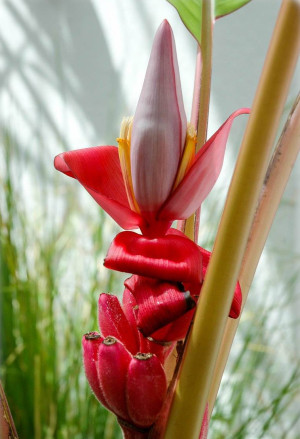 Musa velutina - Violette Banane | Rosa Zwergbanane - Staude, Topf 3 l, 50/70 cm