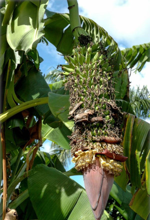 Musa x paradisiaca 'Dwarf Cavendish' |'Cavendish' - Essbanane, Dessertbanane (Pflanze) | Obstbanane (Pflanze) - Staude, 'Cavendish' mehrtriebig, To...