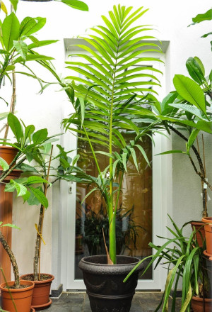 Archontophoenix alexandrae - Feuer-Palme | Königs-Palme | Alexander-Palme - Palme, 3er Gruppe, Topf 30 l, 175/200 cm (XXL)