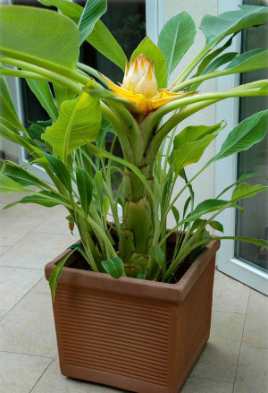 Musella lasiocarpa - Goldene Lotus Banane - Staude, Topf 18 l, 100/150 cm (XXL)