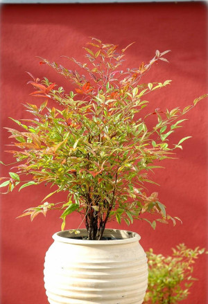 Nandina domestica - Heiliger Bambus | Himmelsbambus | Nandine - Strauch, Topf 7 l, 60/80 cm