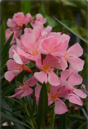 Nerium oleander, rosa - Oleander | Rosenlorbeer - Strauch, rosa, Topf 3 l, 30/50 cm